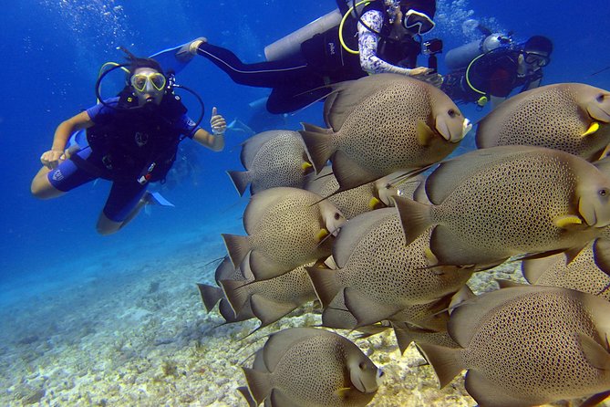 Diving in the Mexican Caribbean for Beginners | 2 Tanks 2 Dives | All Inclusive - Second underwater session on a natural reef: more life, more variety