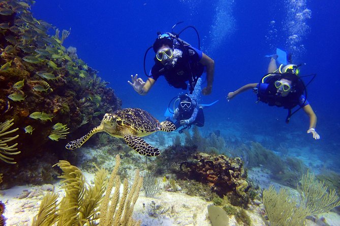 Diving in the Mexican Caribbean for Beginners | 2 Tanks 2 Dives | All Inclusive - What two tanks and two sessions really mean for you