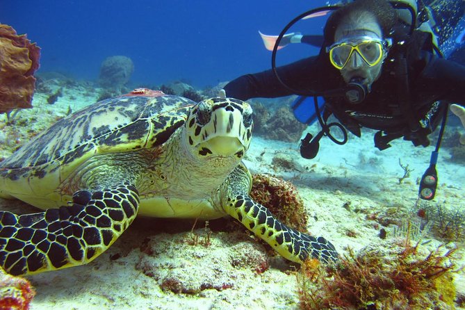 Diving + Muse - Price and value: how $154 per person stacks up