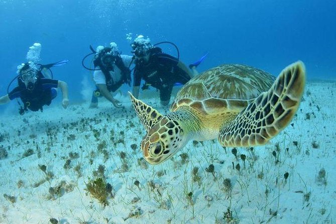 Diving + Muse - Stop 1 at MUSA: the underwater art museum experience