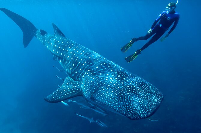 Eco Whale Shark Encounter - Key things to know before you go