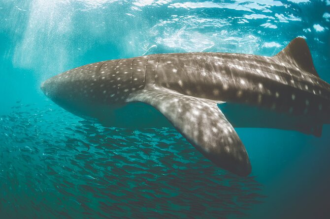 Eco Whale Shark Encounter - Why This Whale Shark Trip Works Well From Cancun Hotel Pickups