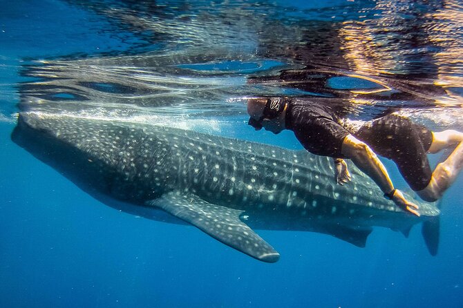 Eco Whale Shark Encounter - Safety and Crew Support: What the Included Gear Really Means