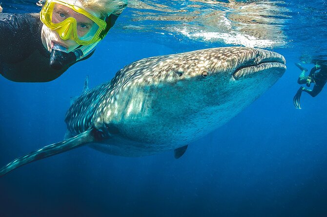 Eco Whale Shark Encounter - Group Size and Pace: You’ll Actually Get Time With the Animals