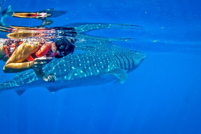 Eco Whale Shark Encounter - Price and Value: Is $452 Per Group Worth It?