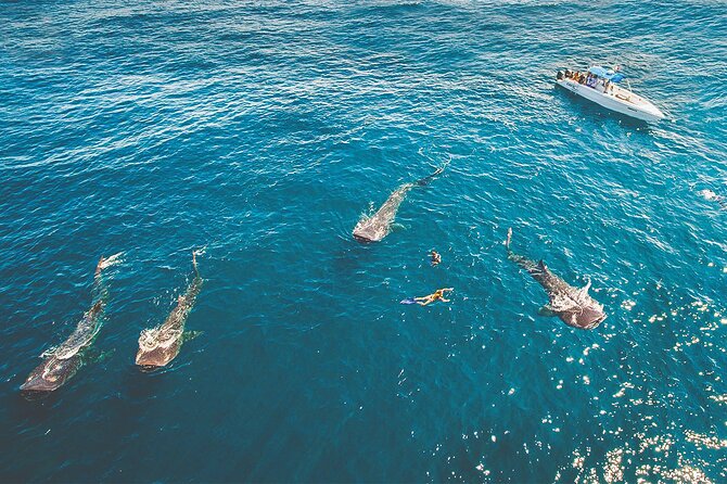 Eco Whale Shark Encounter - The Main Event: Swimming Near Isla Contoy With Whale Sharks