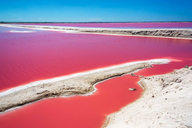 Ek Balam, Rio Lagartos and Las Coloradas Private Tour from Cancun - Rio Lagartos mangroves: Flamingos, Cayman crocodiles, and sea cockroach trivia