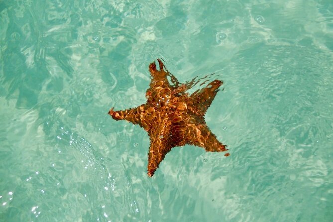 El cielo Cozumel From Cancún and round Transfer with Lunch - Price and logistics: what you are really paying for