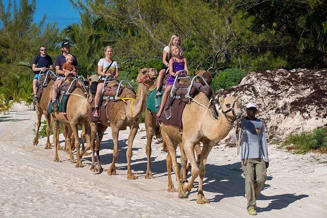 ENJOY UNIQUE CAMEL RIDE in Puerto Morelos with Transportation - The Camel Caravan Safari: What You Do, What You Skip, What You’ll Notice