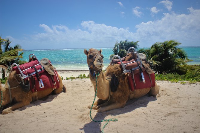 ENJOY UNIQUE CAMEL RIDE in Puerto Morelos with Transportation - Beach Club Time at El Dorado Maroma: Relax, Eat If You Want, and Time It Right
