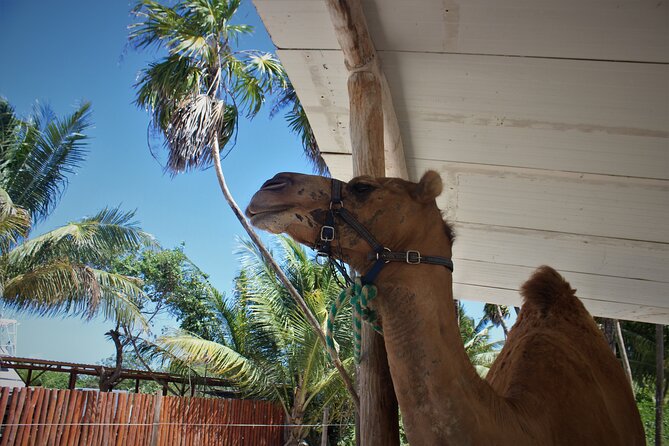 ENJOY UNIQUE CAMEL RIDE in Puerto Morelos with Transportation - The Photos Sale: When It’s Good Value and When It Feels Like a Cash Grab