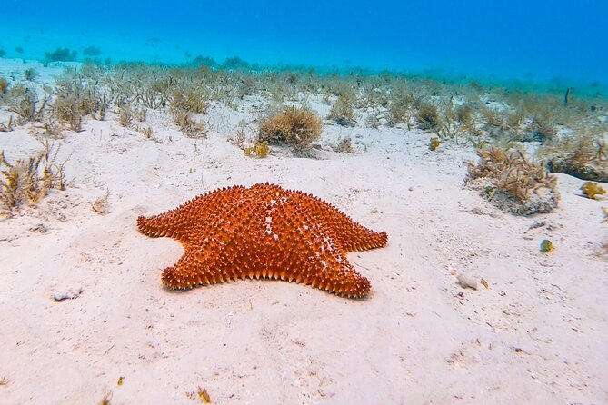 Excursion to Cozumel from Cancun - Palancar Reef: what you are really signing up for