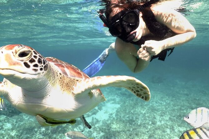Experience swimming with turtles and explore the ruins of Tulum. Lunch included. - Akumal snorkeling for sea turtles, how the encounter actually feels