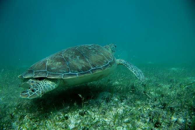 Experience swimming with turtles and explore the ruins of Tulum. Lunch included. - Who should book this and who should think twice
