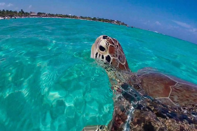 Experience swimming with turtles and explore the ruins of Tulum. Lunch included. - Tulum ruins at the archaeological zone, what you should look for