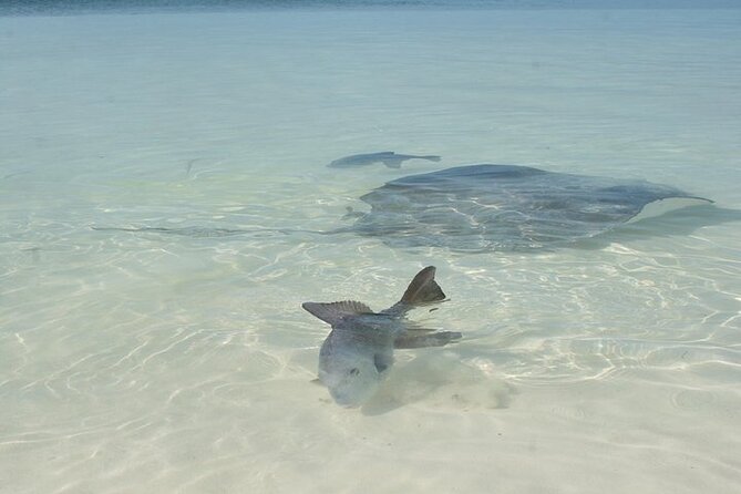 Explore Contoy Island - Isla Mujeres: How to Use Your Time Efficiently