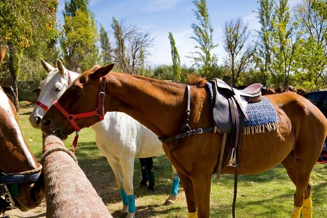 Extreme Horses Adventure with ATV, Ziplines & Cenote - The cenote swim: a freshwater Mayan dip with a jump and zipline access