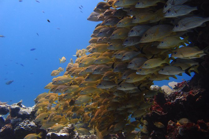 For certified Divers Experience the Under Water Museum and the Manchones Reef - Price and Value: What the $109 Covers (And What It Does Not)