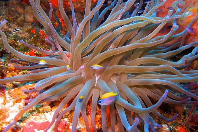 For certified Divers Experience the Under Water Museum and the Manchones Reef - Timing, Travel Pace, and What a 4-Stop Day Feel Like