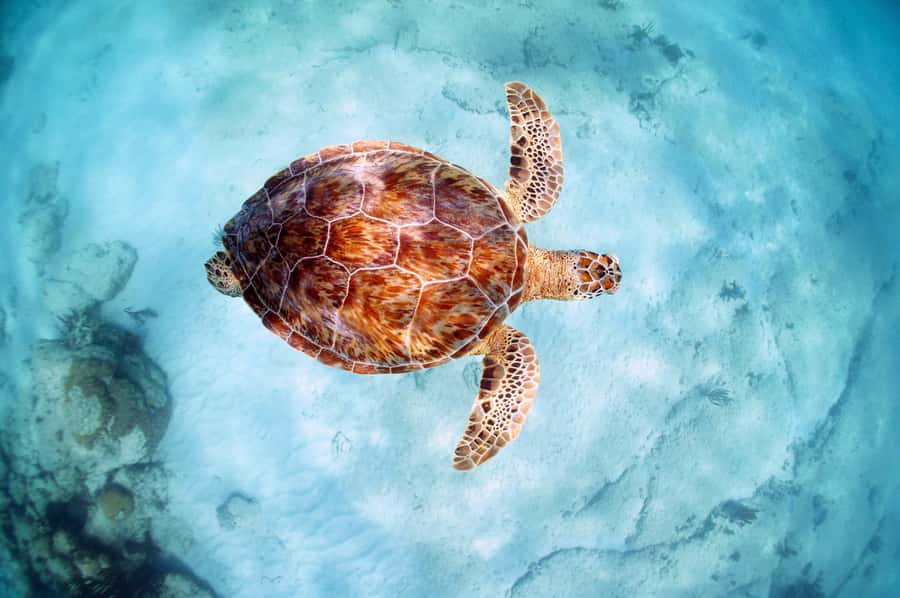 From Cancun: Day Trip to Tulum and Mariposa Cenote - How This 10-Hour Tulum Plus Mariposa Day Works