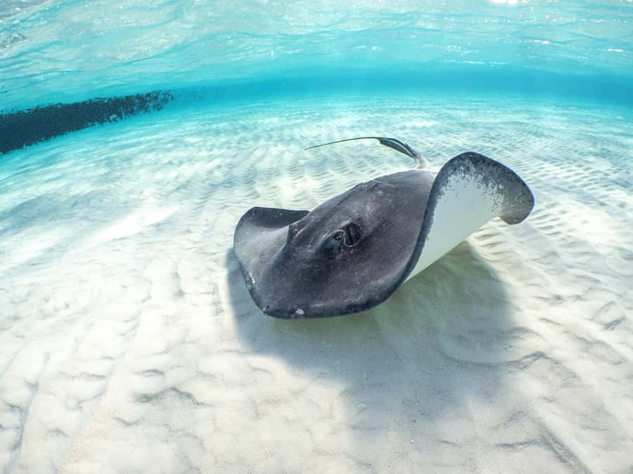 From Cancun: Day Trip to Tulum and Mariposa Cenote - The Beach Break Factor at Tulum