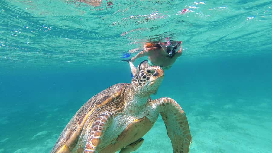 From Cancun: Day Trip to Tulum and Mariposa Cenote - Pick-Up Timing and the Easy Mistake to Avoid