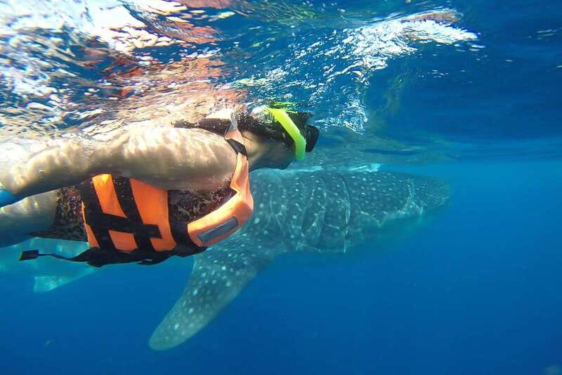 From Cancún: Half-Day Snorkeling with Whale Sharks - Key Things I’d Plan Around