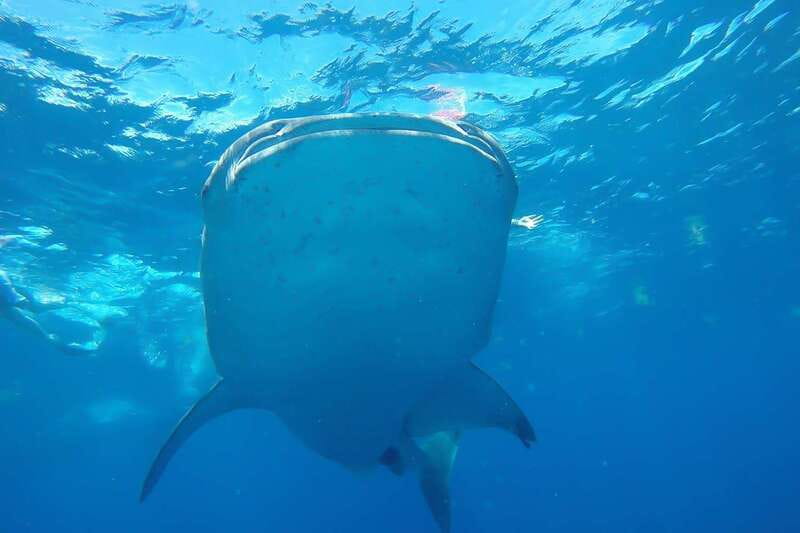 From Cancún: Half-Day Snorkeling with Whale Sharks - The Whale Shark Encounter: Safety First, Then Close-Up Snorkeling