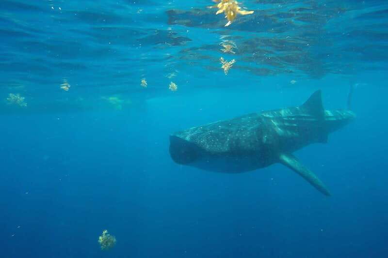 From Cancún: Half-Day Snorkeling with Whale Sharks - How Long You’ll Be Out There, and What the Timing Feels Like