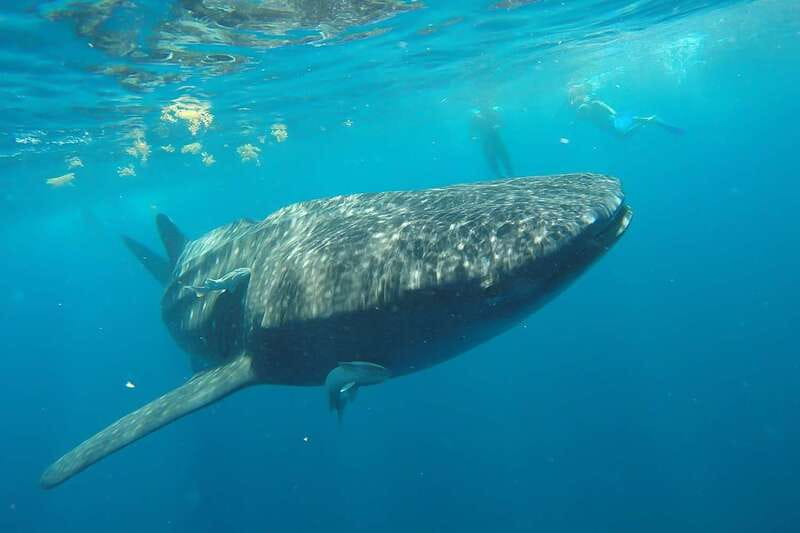 From Cancún: Half-Day Snorkeling with Whale Sharks - Included Gear, Wetsuits, and Simple Comfort Moves