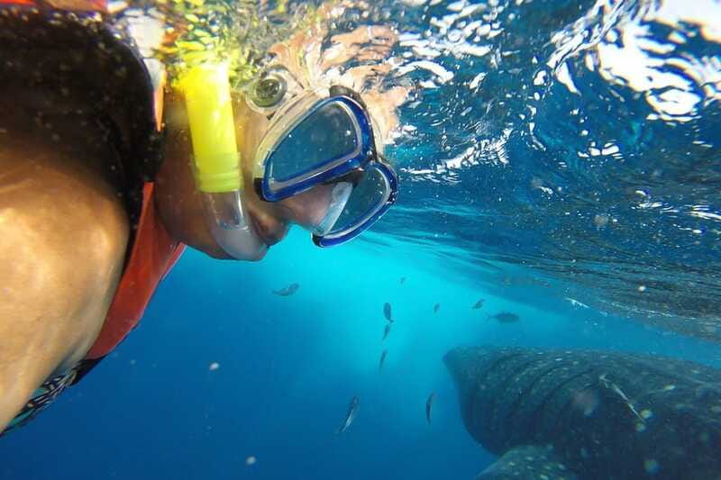 From Cancún: Half-Day Snorkeling with Whale Sharks - Price and Fees: The Real Total You Should Plan For