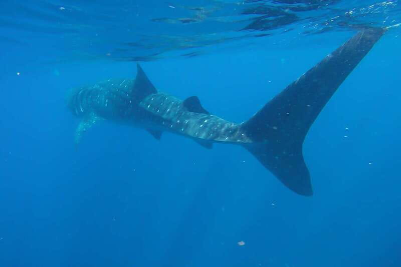 From Cancún: Half-Day Snorkeling with Whale Sharks - Who Should Book, and Who Should Skip This Whale Shark Day