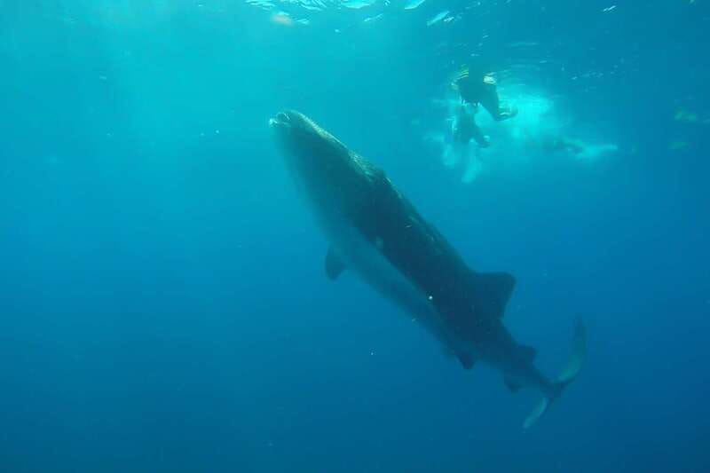 From Cancún: Half-Day Snorkeling with Whale Sharks - Getting From Cancun to the Water at Punta Sam Ferry Terminal