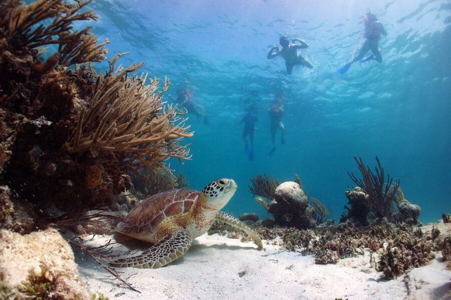 From Cancun: Tulum and Akumal Cenote and Turtle Swim Tour - Akumal turtle snorkeling: how the swim works and how to get good sightings
