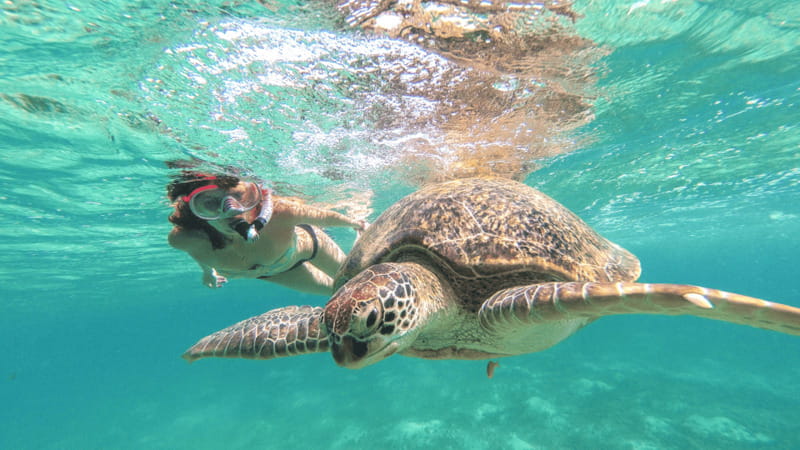 From Cancun: Tulum and Akumal Cenote and Turtle Swim Tour - Group, guides, and safety in the water: why it matters