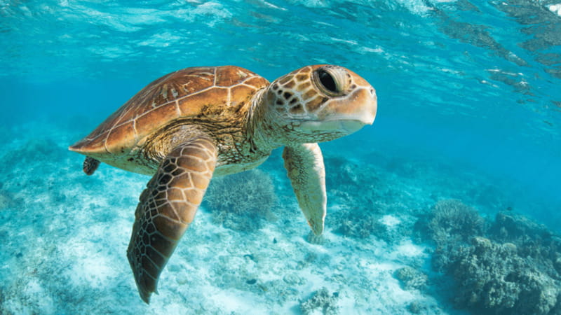 From Cancun: Tulum, Cenote and Turtle Swim Tour at Akumal - Small practical tips so the day goes smoothly