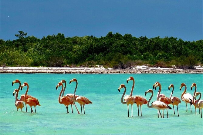 Full Day Tour to the Best of Holbox - Isla de la Pasion: bird watching and a quick island walk