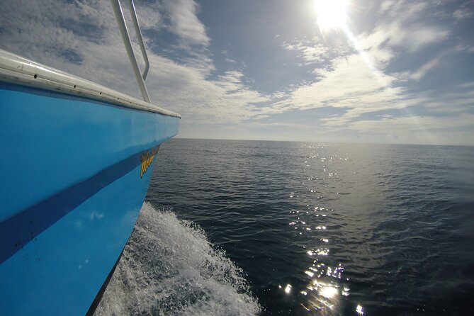 Full-Day Whale Shark Tour Puerto Morelos with Pickup and Lunch - Price and the real cost: what’s included vs what you pay at the port