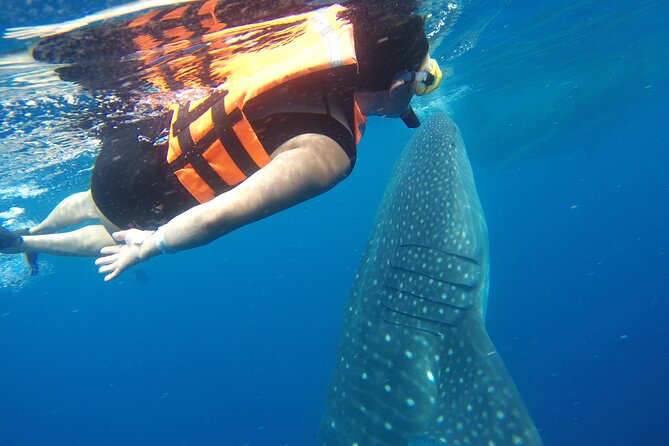 Full-Day Whale Shark Tour Puerto Morelos with Pickup and Lunch - What to pack for a whale shark day that feels good