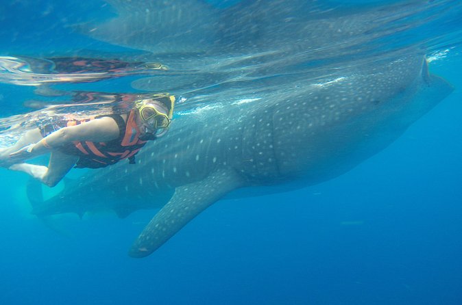Full-Day Whale Shark Tour Puerto Morelos with Pickup and Lunch - Should you book this Puerto Morelos whale shark tour?