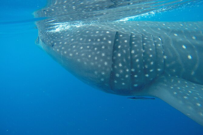 Full-Day Whale Shark Tour Puerto Morelos with Pickup and Lunch - Isla Contoy stop: where the whale sharks search happens