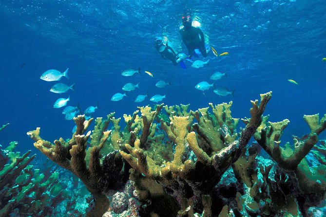 Guided Tour of Puerto Morelos Reefs with Snorkeling Experience - Two Reef Stops: How This Tour Keeps You From Just Floating Around