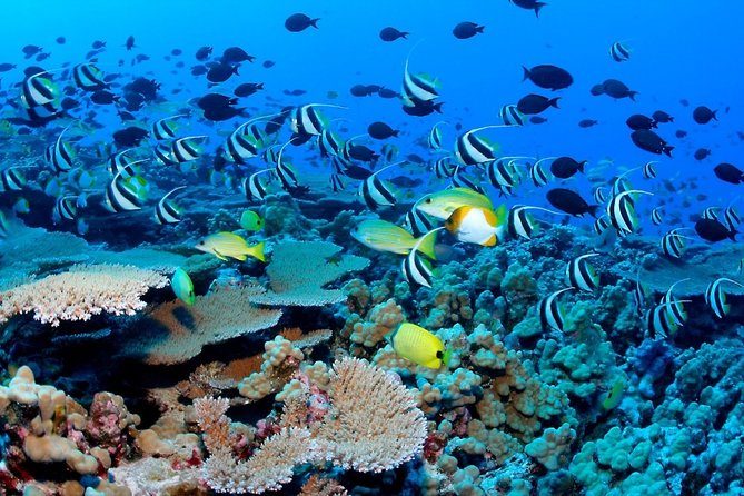 Guided Tour of Puerto Morelos Reefs with Snorkeling Experience - Getting the Most From Your Snorkel Time