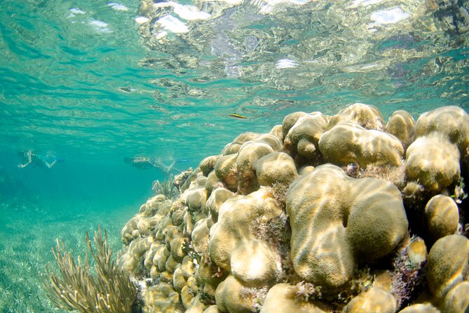 Guided Tour of Puerto Morelos Reefs with Snorkeling Experience - Price and the Real Cost After the Reef Park Fee