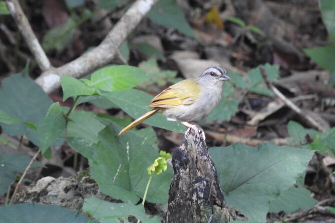 Half-Day Birdwatching Puerto Morelos - Key highlights worth your early alarm