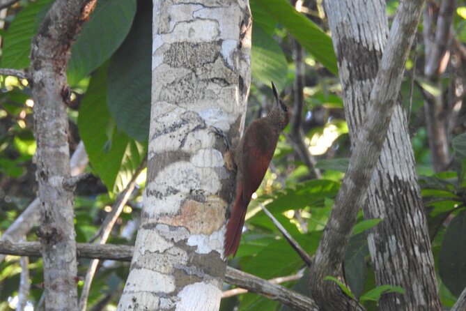 Half-Day Birdwatching Puerto Morelos - Why Puerto Morelos birdwatching starts before sunrise