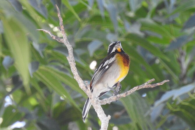 Half-Day Birdwatching Puerto Morelos - Ruta de los Cenotes walk: habitat for endemic and migrants