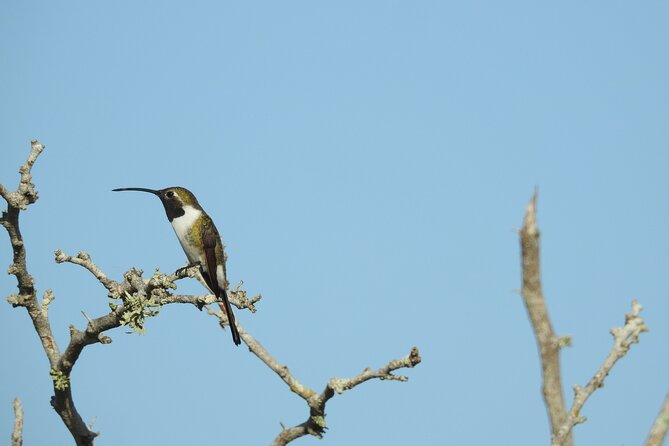 Half-Day Birdwatching Puerto Morelos - The guide approach: ID help, patience, and Carlos’s follow-up