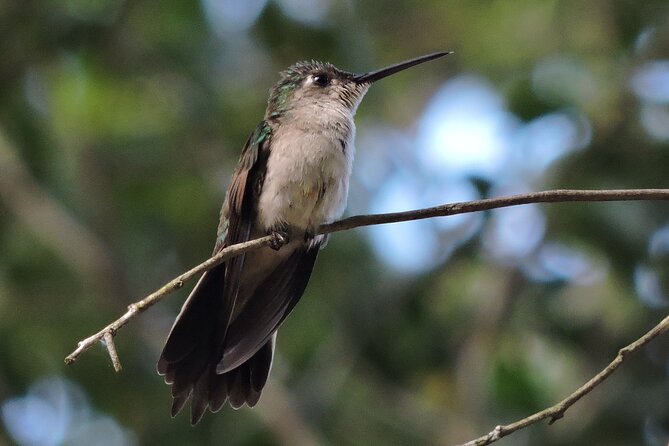 Half-Day Birdwatching Puerto Morelos - What you might spot, including owl and toucan possibilities