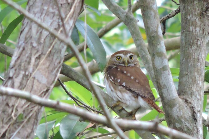 Half-Day Birdwatching Puerto Morelos - Price and group size: is $135 worth it?